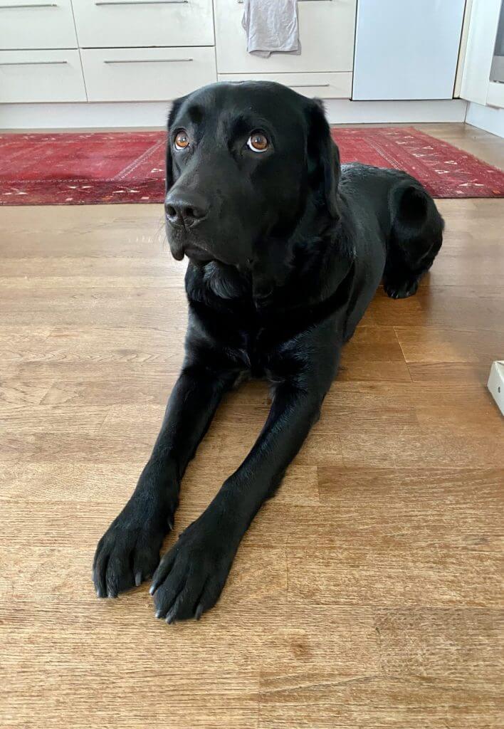 Ella the Labrador waiting patiently in the kitchen, ready for another cooking session.