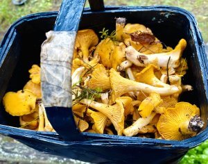 Dark blue basket filled with fresh golden chanterelle mushrooms.