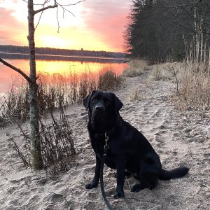Black Labrador Ella on a beach at sunrise, looking happy.