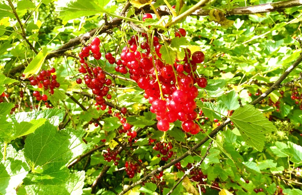 Ripe red currants growing on a bush in a Finnish garden, ready for picking.