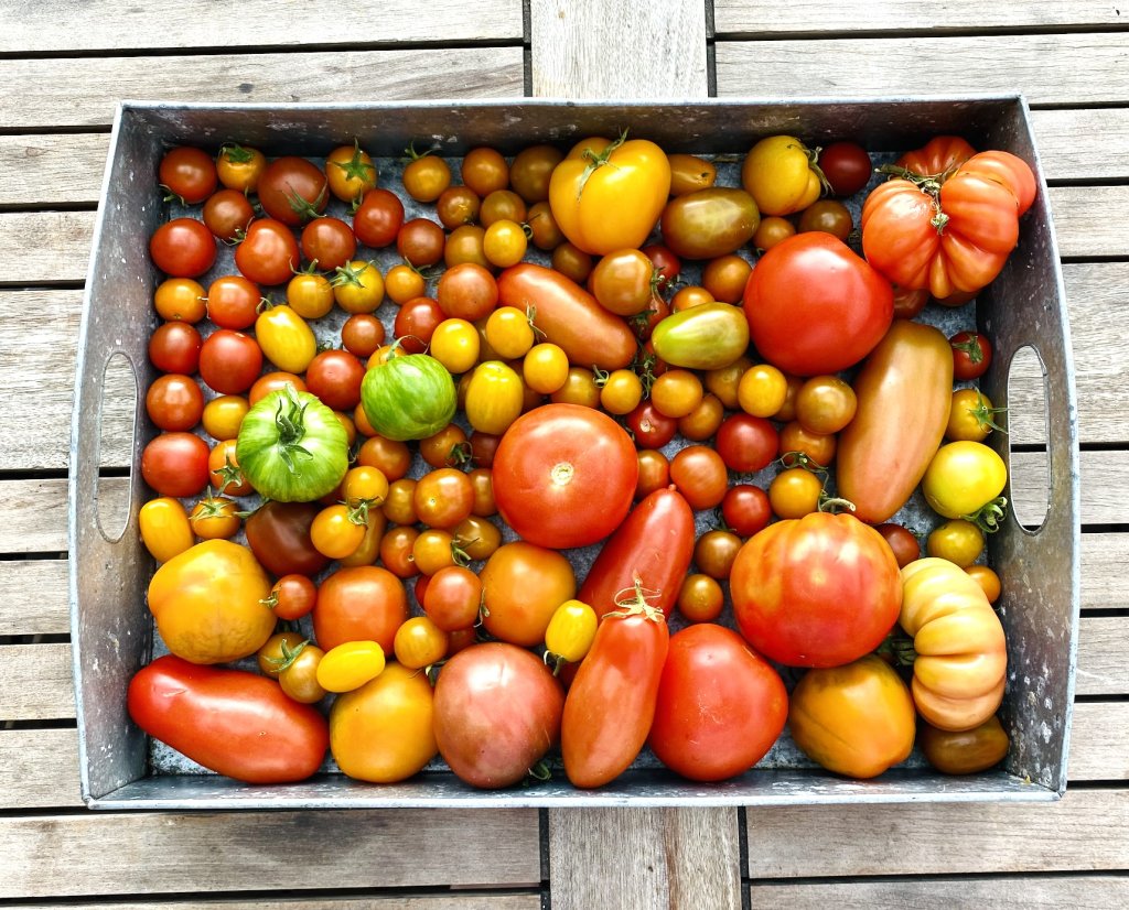 Different varieties and sizes of homegrown tomatoes from a greenhouse