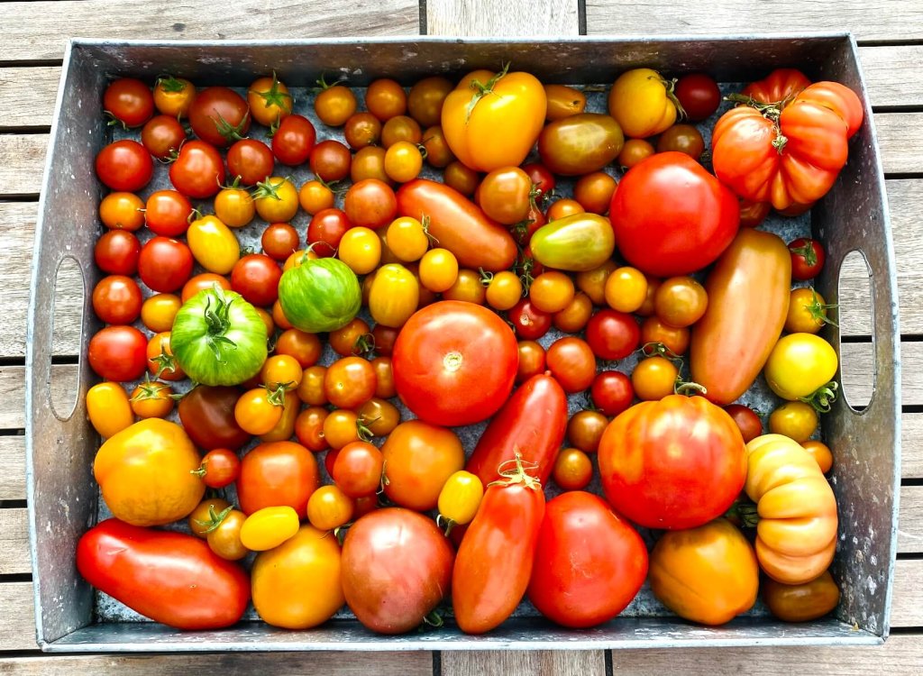 Different varieties and sizes of homegrown tomatoes from a greenhouse